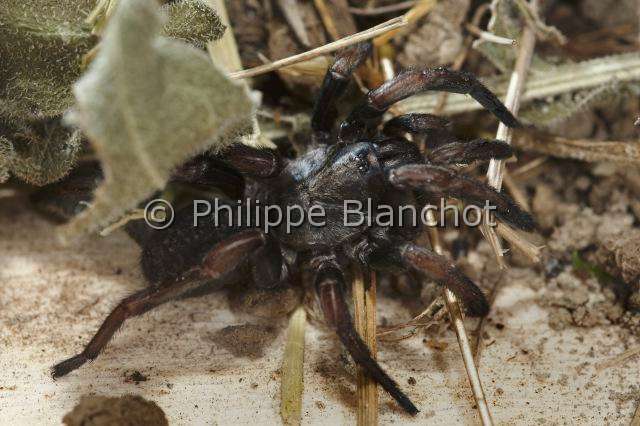 Ctenizidae_5134.JPG - France, Corse, Araneae, Mygalomorphae, Ctenizidae, Mygale fouisseuse noire (Ctenizia sauvagesi), femelle, Trapdoor spider
